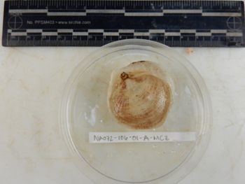 Media type: image; Invertebrate Zoology 139310